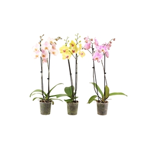 Phal Mix 2T18+