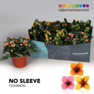 Kalanchoe No Sleeve - Tiger Mix