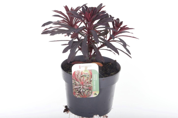 <h4>Euphorbia Miner's Merlot</h4>