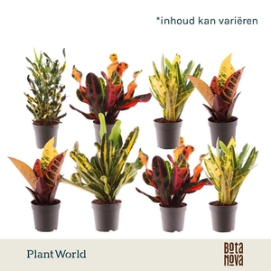 Codiaeum Codiaeum variegatum kleinb