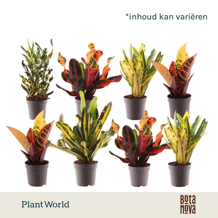 <h4>Codiaeum Codiaeum variegatum kleinb</h4>