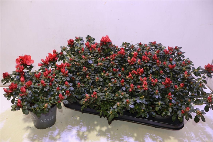 <h4>arr8 Rhodo Si Glasertyp 9</h4>