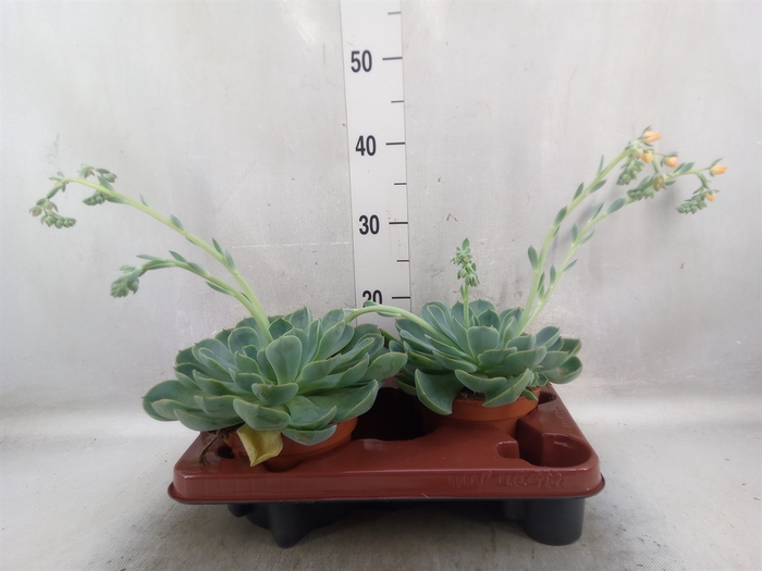 <h4>Echeveria  'Fora'</h4>