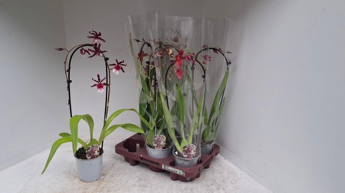 <h4>CAMBRIA GRP GEM</h4>