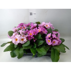 Primula elat.