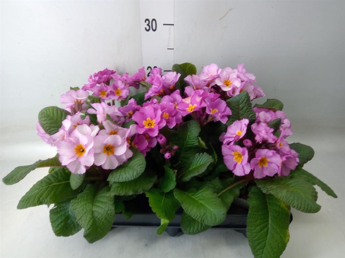 <h4>Primula elat.</h4>
