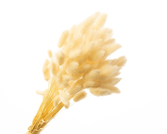 <h4>Lagurus White Bleached</h4>