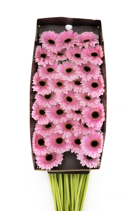 <h4>Germini Esmee Doos</h4>