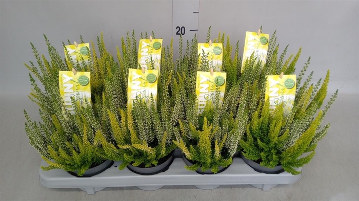 <h4>Calluna vulg.   ...</h4>