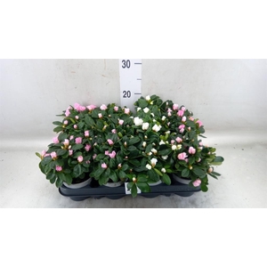 Rhododendron sim.   ...mix