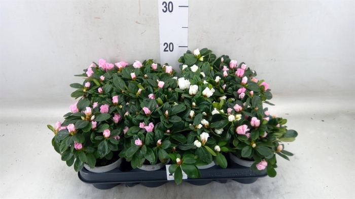 <h4>Rhododendron sim.   ...mix</h4>