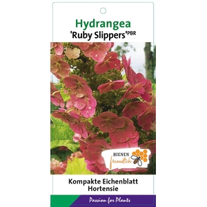 Hydrangea quercifolia