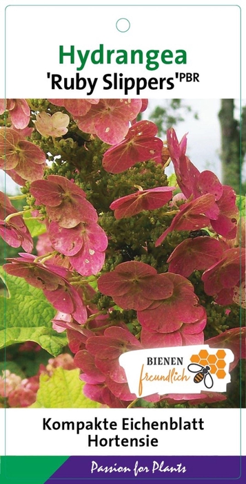 <h4>Hydrangea quercifolia</h4>