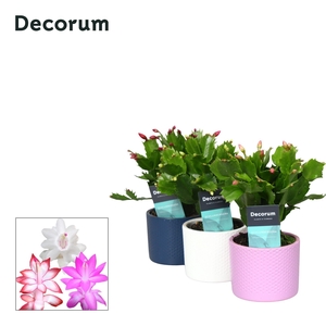 Schlumbergera - 9 cm - Keramiek Gemma mix - Decorum
