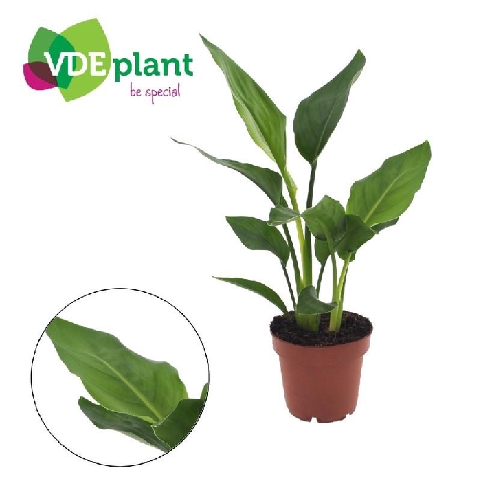 <h4>Strelitzia reginae (zonder bloem)</h4>