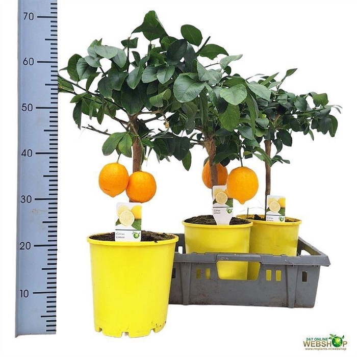 Citr Meyeri Meyer Xxl Vrucht