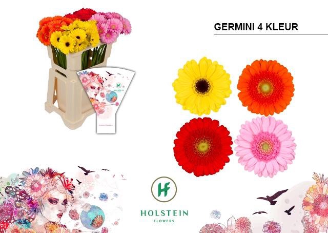 <h4>Germini Mix 4 kleuren Water</h4>