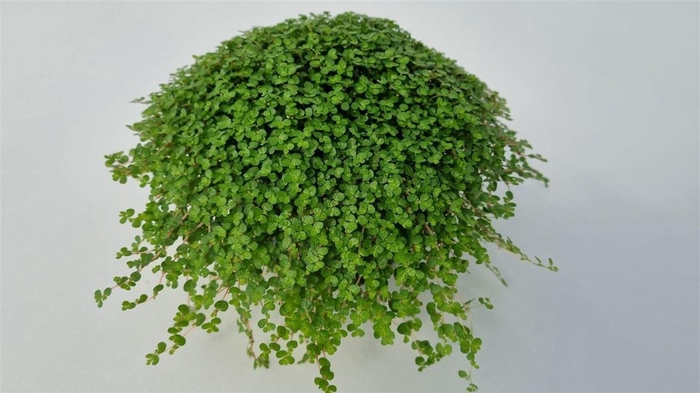 <h4>Soleirolia So Groen</h4>