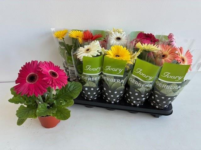 <h4>GER IVORY GEMENGD</h4>