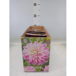 Dahlia   ...flowerbulbs