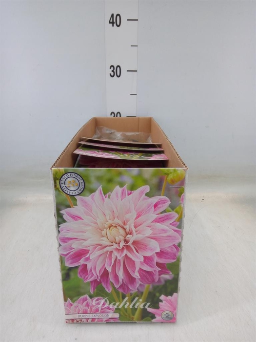 <h4>Dahlia   ...flowerbulbs</h4>