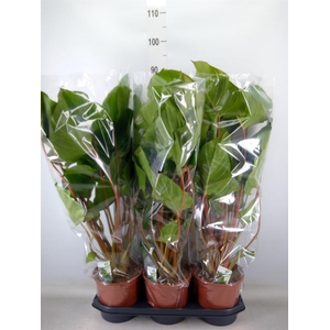 Homalomena rubescens 'Maggy'