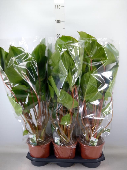 <h4>Homalomena rubescens 'Maggy'</h4>