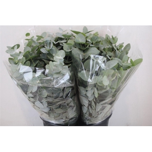 Euca Cinerea Short 150gr P Bunch