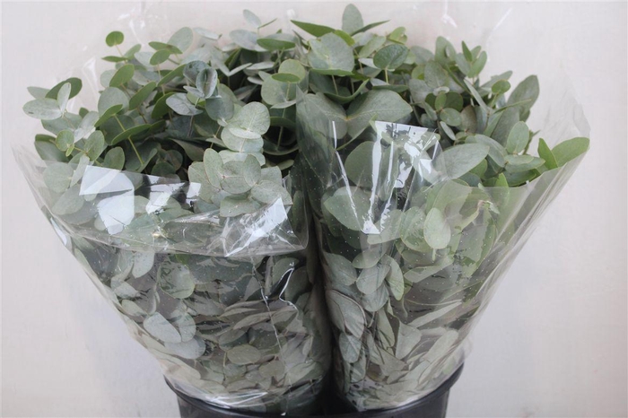 <h4>Euca Cinerea Short 150gr P Bunch</h4>
