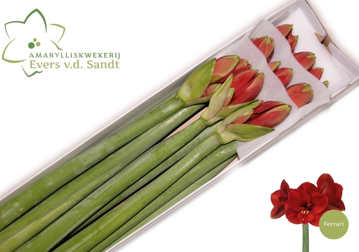 <h4>HIPPEASTRUM GA 'FERRARI'</h4>