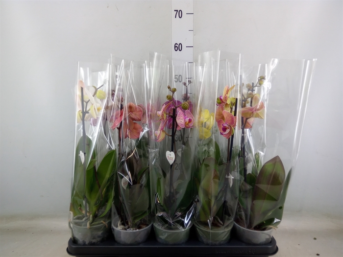 <h4>Phalaenopsis   ...mix</h4>