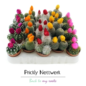 CACTUS VERSIERD