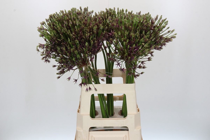 <h4>Allium  'Spider'</h4>