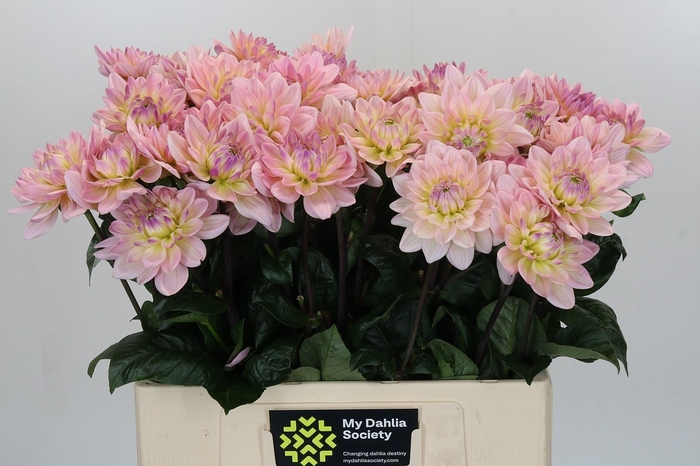<h4>Dahlia Dianas Memory</h4>