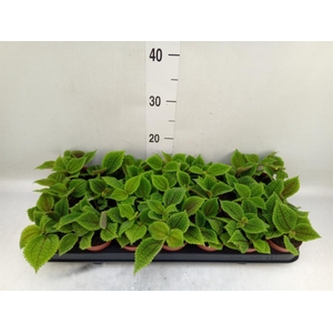 Pilea mollis 'Moon Valley'