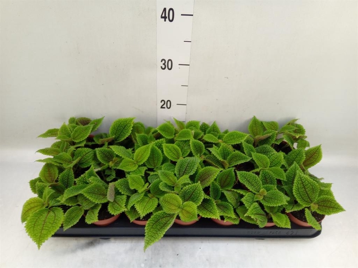 <h4>Pilea mollis 'Moon Valley'</h4>