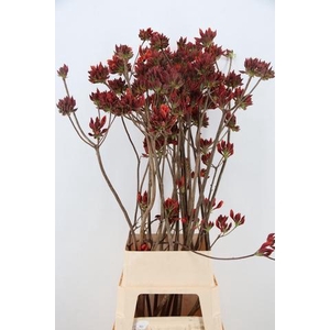 RHODO. NEW ORANGE 120CM