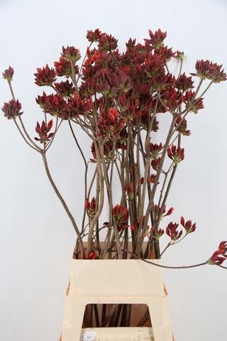 <h4>RHODO. NEW ORANGE 120CM</h4>