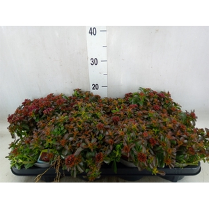 Sedum   ...