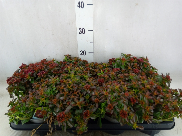 <h4>Sedum   ...</h4>