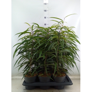 Ficus binn. 'Alii'