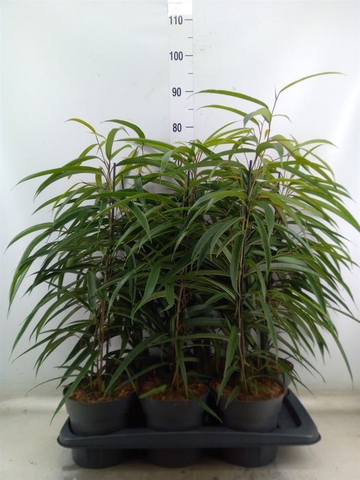 <h4>Ficus binn. 'Alii'</h4>