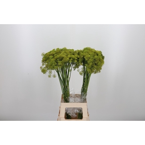 Anethum Graveolens
