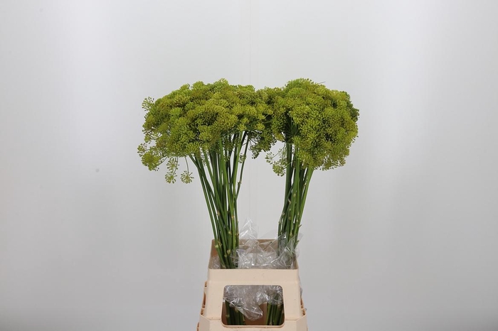 <h4>Anethum Graveolens</h4>