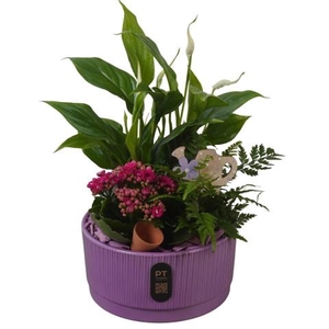 PTIB5118 Arrangementen kamerplanten