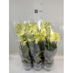 Phalaenopsis multi. 'FC SunnyShore'