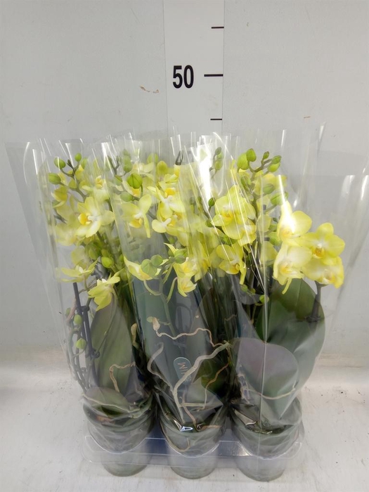 <h4>Phalaenopsis multi. 'FC SunnyShore'</h4>