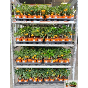 CITR MICROCARPA