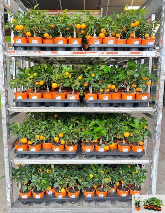 <h4>CITR MICROCARPA</h4>