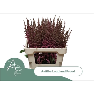 ASTIL C LOUD N PROUD